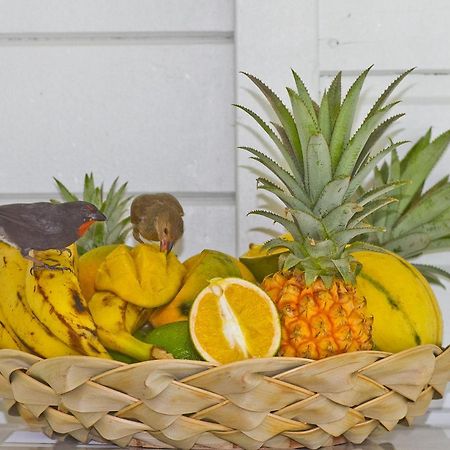O Coeur De Deshaies Appartements Grande Anse Et Amandiers Dış mekan fotoğraf